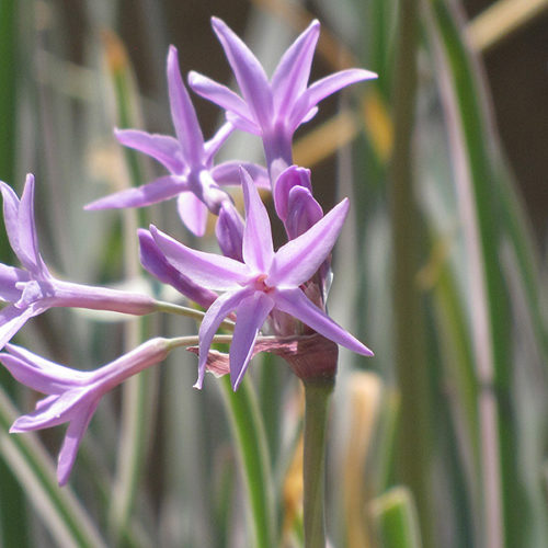 Tulbaghia violacea 'Variegata' 2 Litre