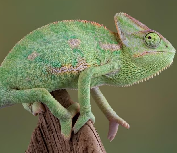 Veiled Chameleon