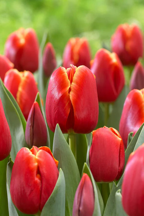 Tulip 'Verandi' (8 Pack)