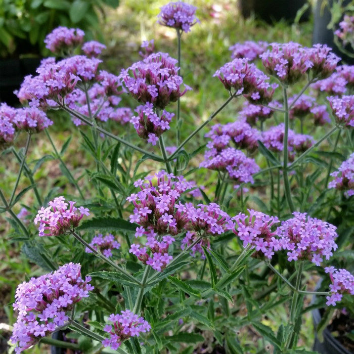 Verbena Bonariensis 'Lollipop' (2 Litre)