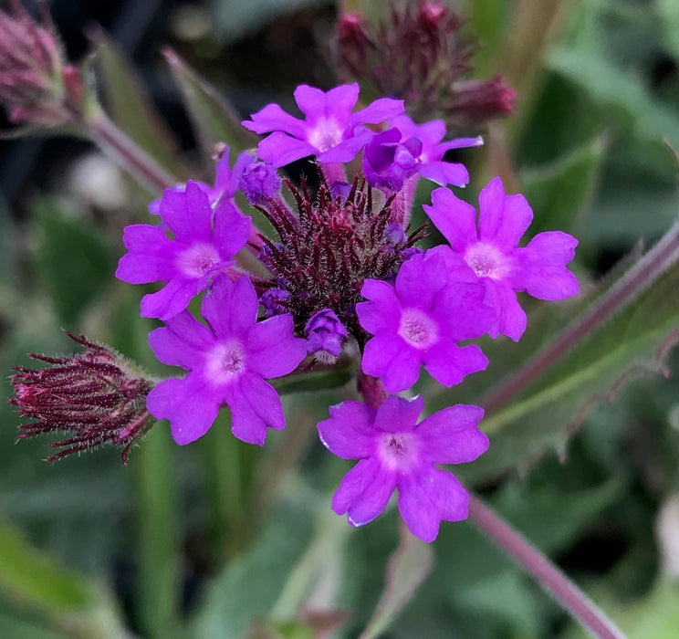 Verbena rigida Venosa