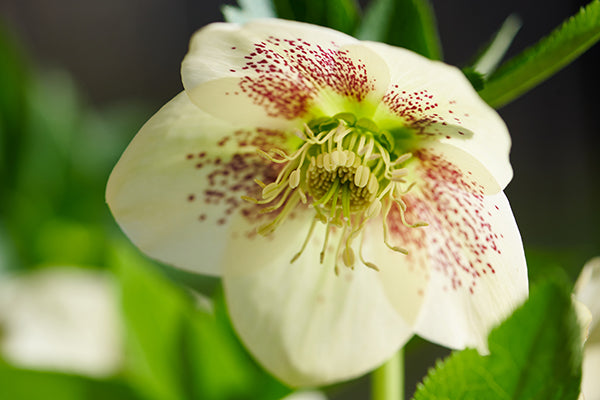 Helleborus ViV 'Maeva' | Lenten Rose (2 Litre)