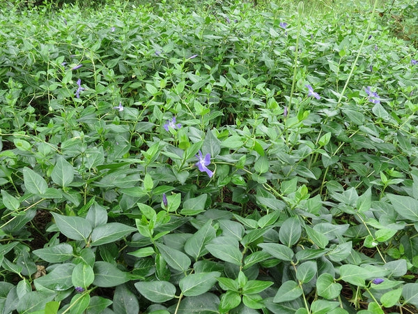 Vinca Major | Greater Periwinkle (2 Litre)