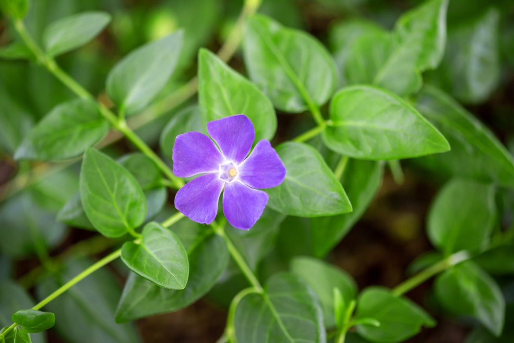 Vinca minor | Lesser Periwinkle (2 Litre)