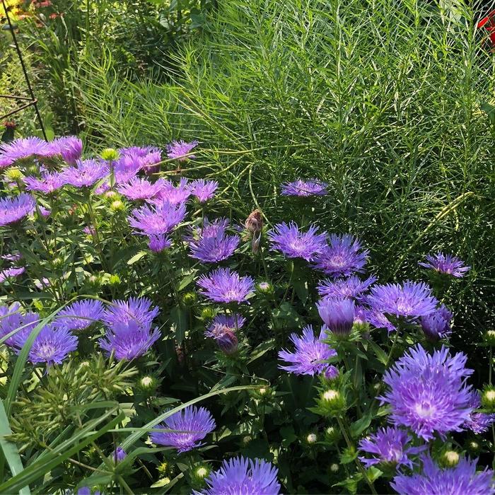 Stokesia 'Mel's Blue'   2L