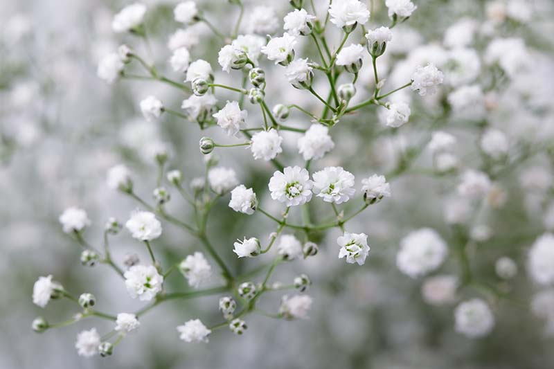 Gypsophila Festival White - 2 Litre