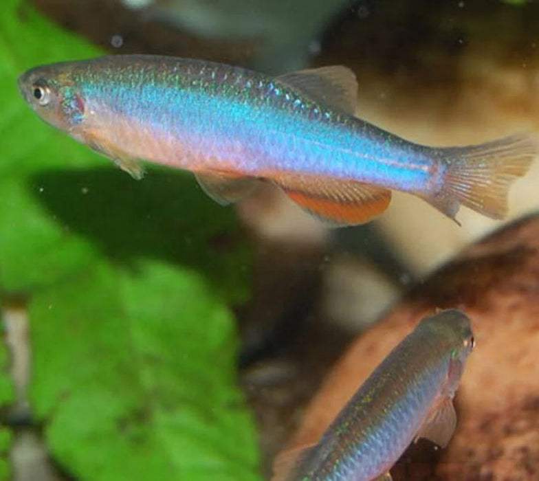 Pearl Danio (XL)