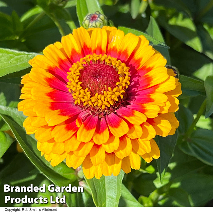 Zinnia 'Macarenia'