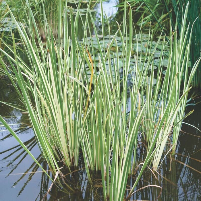 Acorus calamus 'Variegatus'  P9