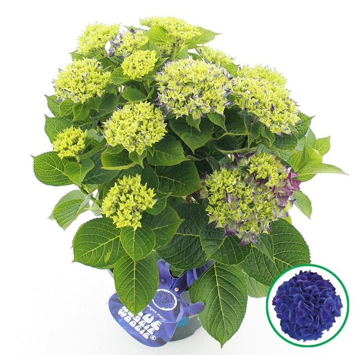 Hydrangea Macrophylla Music Collection