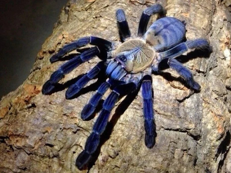 Purple Earth Tiger Tarantula | Cyriopagopus sp. Hatihati (S)