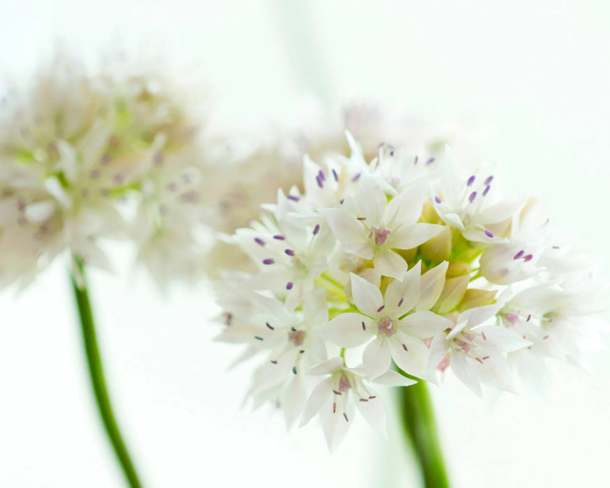 Allium 'Graceful Beauty' (15 Pack)