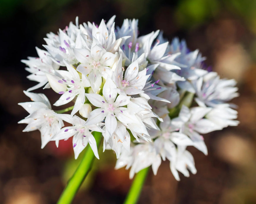 Allium 'Graceful Beauty' (15 Pack)