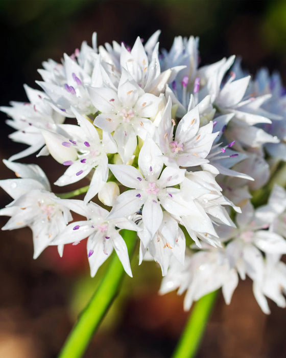 Allium 'Graceful Beauty' (15 Pack)