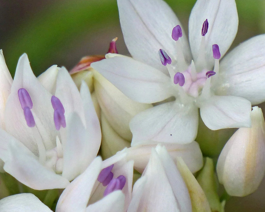 Allium 'Graceful Beauty' (15 Pack)