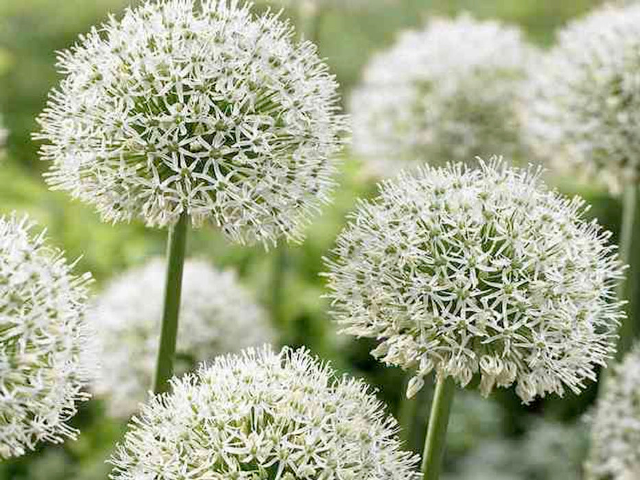 Allium 'Mount Everest' (1 Pack)