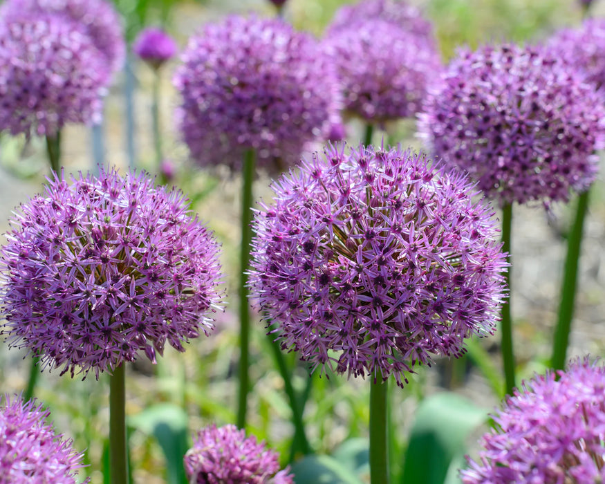 Allium 'Party Balloons' (1 Pack)