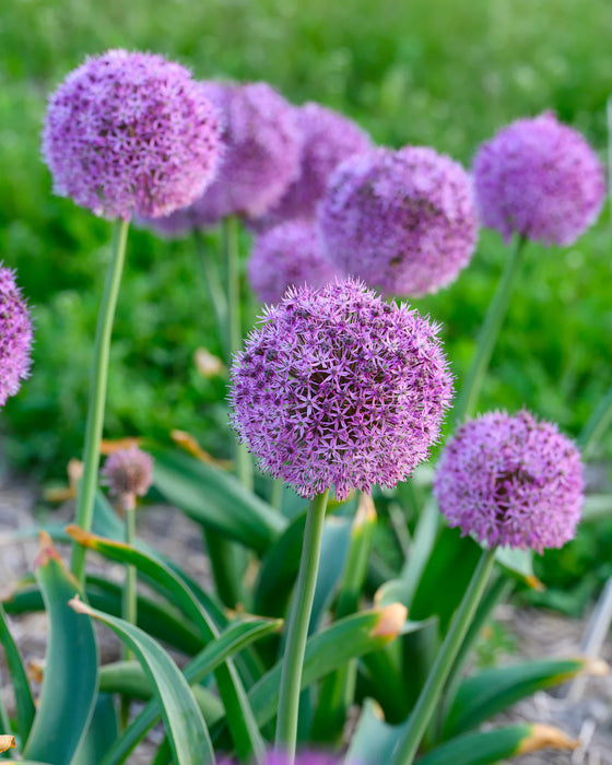 Allium 'Party Balloons' (1 Pack)