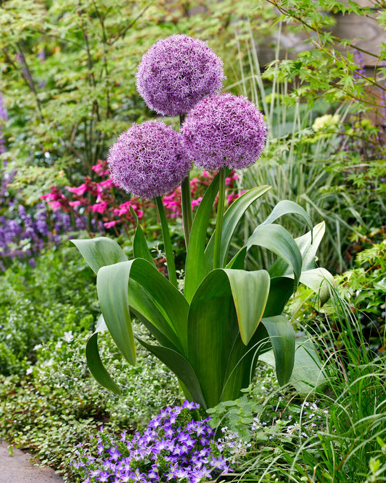 Allium 'Party Balloons' (1 Pack)