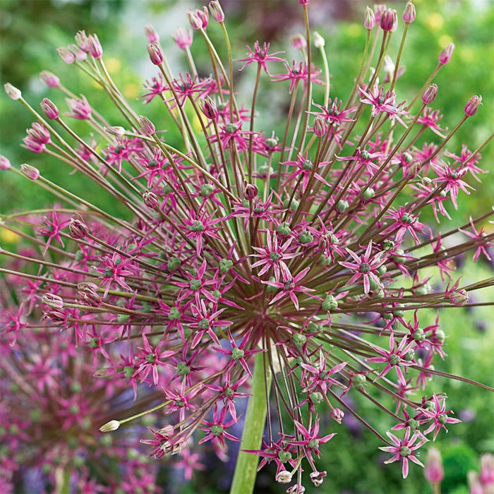 Allium Schubertii (3 Pack)