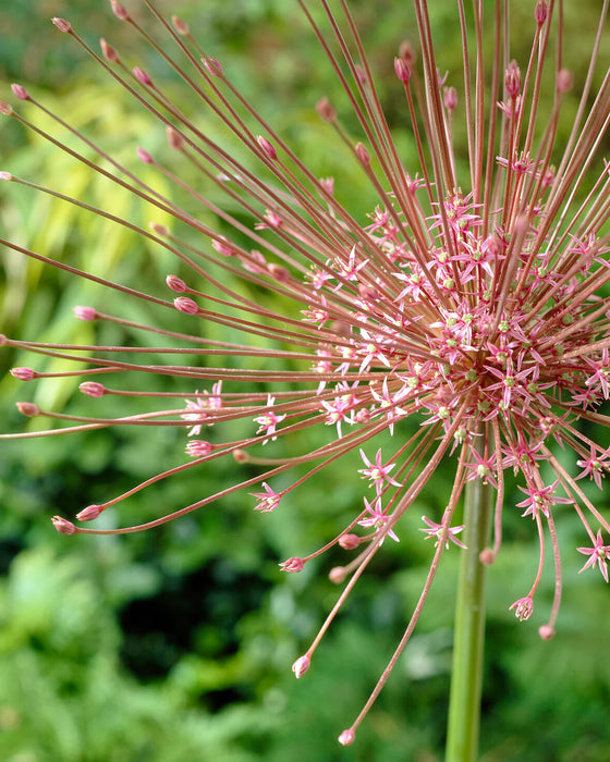 Allium Schubertii (3 Pack)