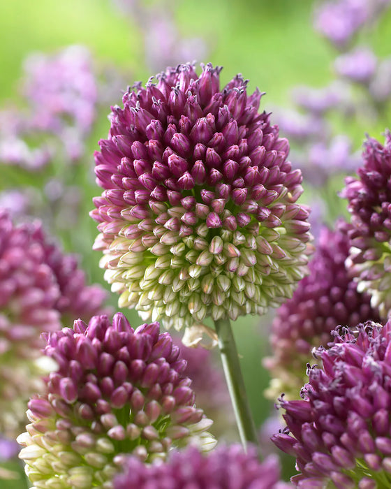 Allium sphaerocephalon (25 Pack)