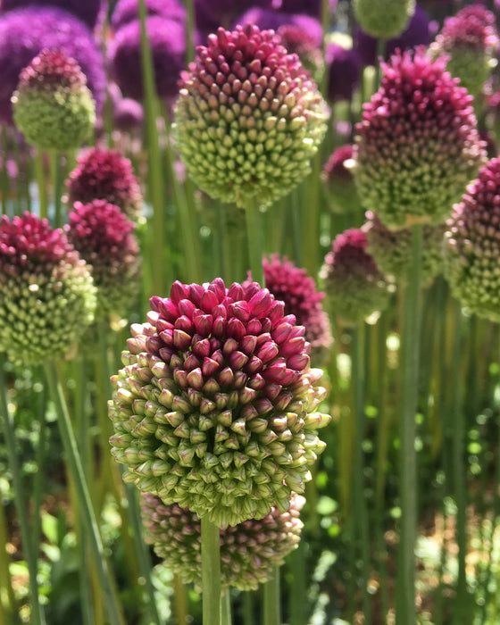 Allium sphaerocephalon (25 Pack)