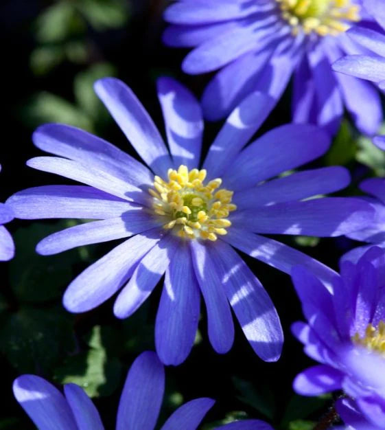 Anemone blanda 'Blue Shades' (20 Pack)