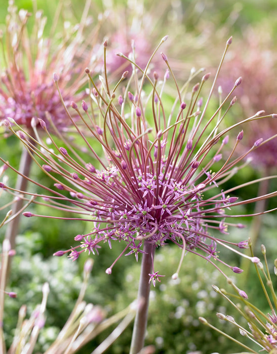 Allium Schubertii (3 Pack)