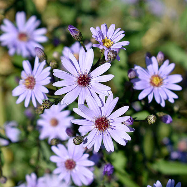 Aster 'Little Carlow' (2 Litre)