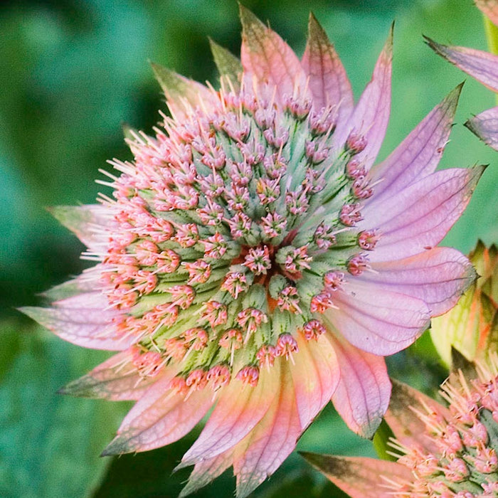 Astrantia Major 'Florence' 