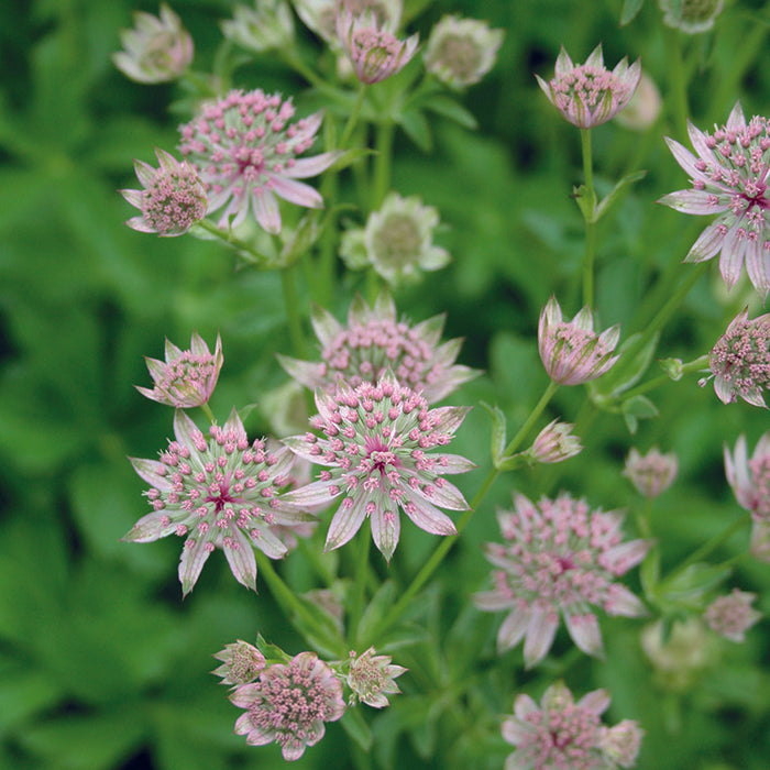 Astrantia Major 'Florence' 