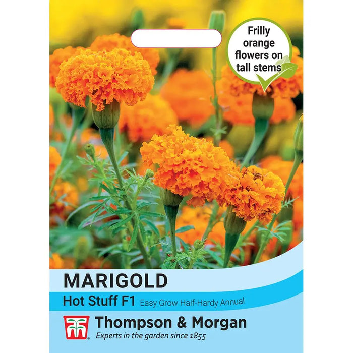 African Marigold Tagetes erecta Hot Stuff F1