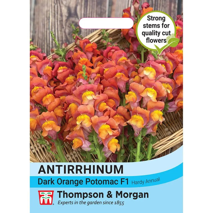 Antirrhinum majus Dark Orange Potomac F1