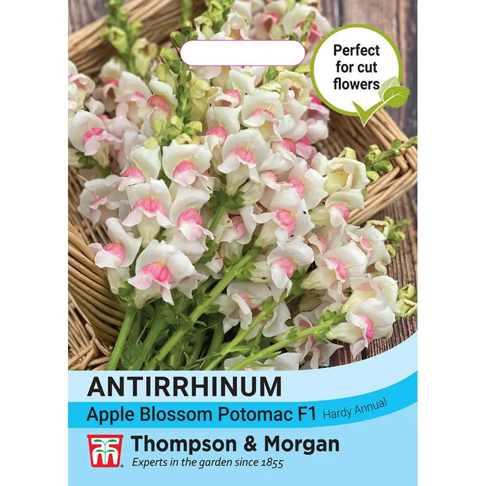 Antirrhinum majus Apple Blossom Potomac F1