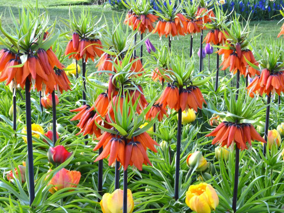 Fritillaria Imperialis 'Rubra' (1 per Pack)