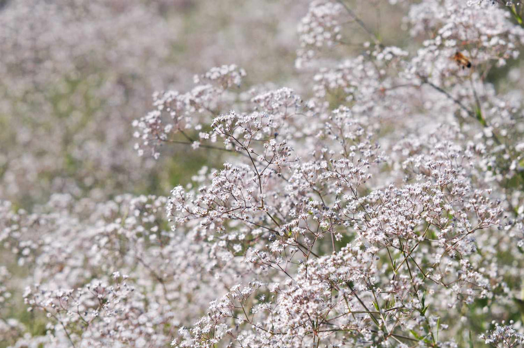 Gypsophila Festival White - 2 Litre