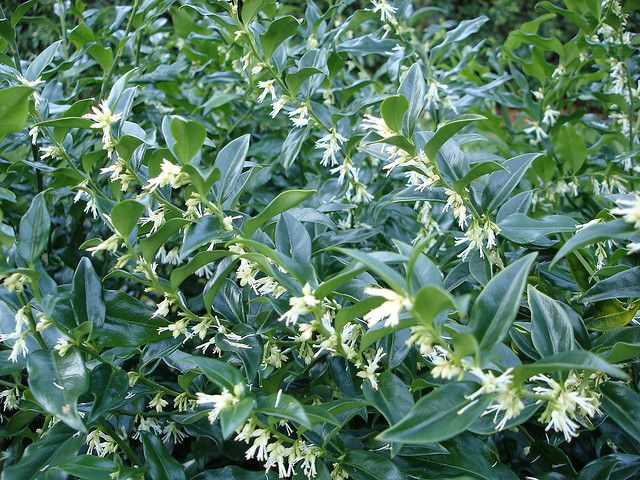 Sarcococca Confusa | Fragrant Sweet Box