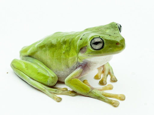 White's Tree Frog