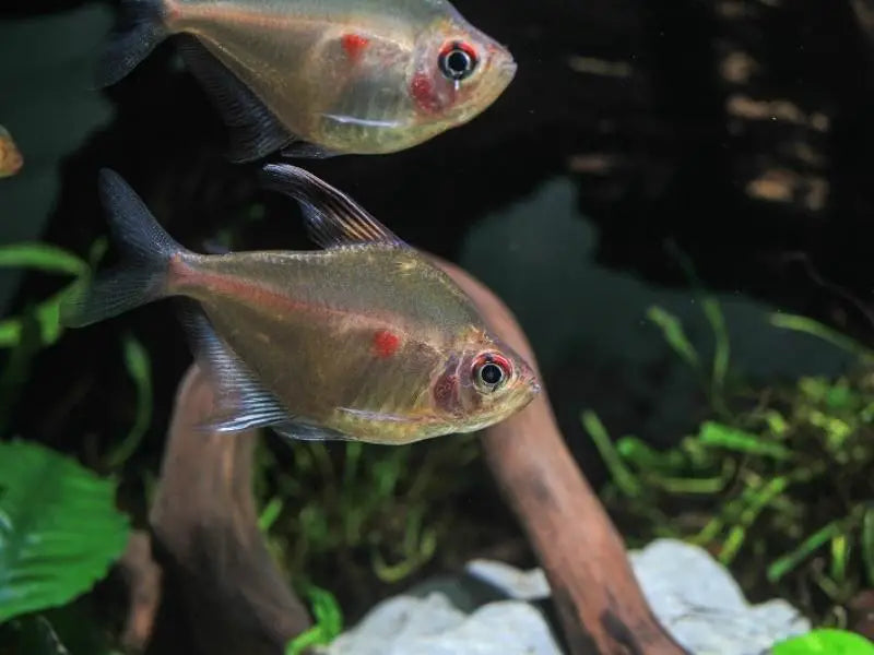 Tetra Bleeding Heart Fish