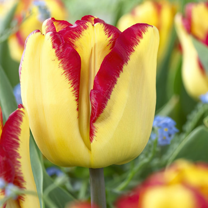 Tulip 'Outbreak' (7 Pack)