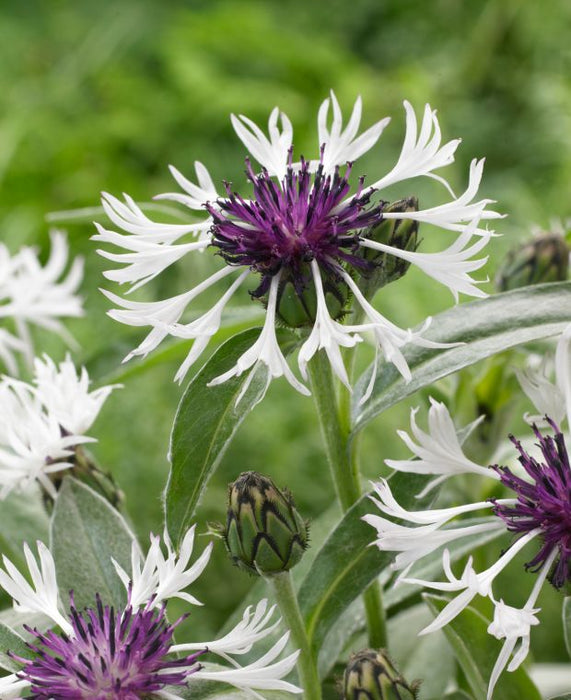 Centaurea 'Amethyst in Snow'