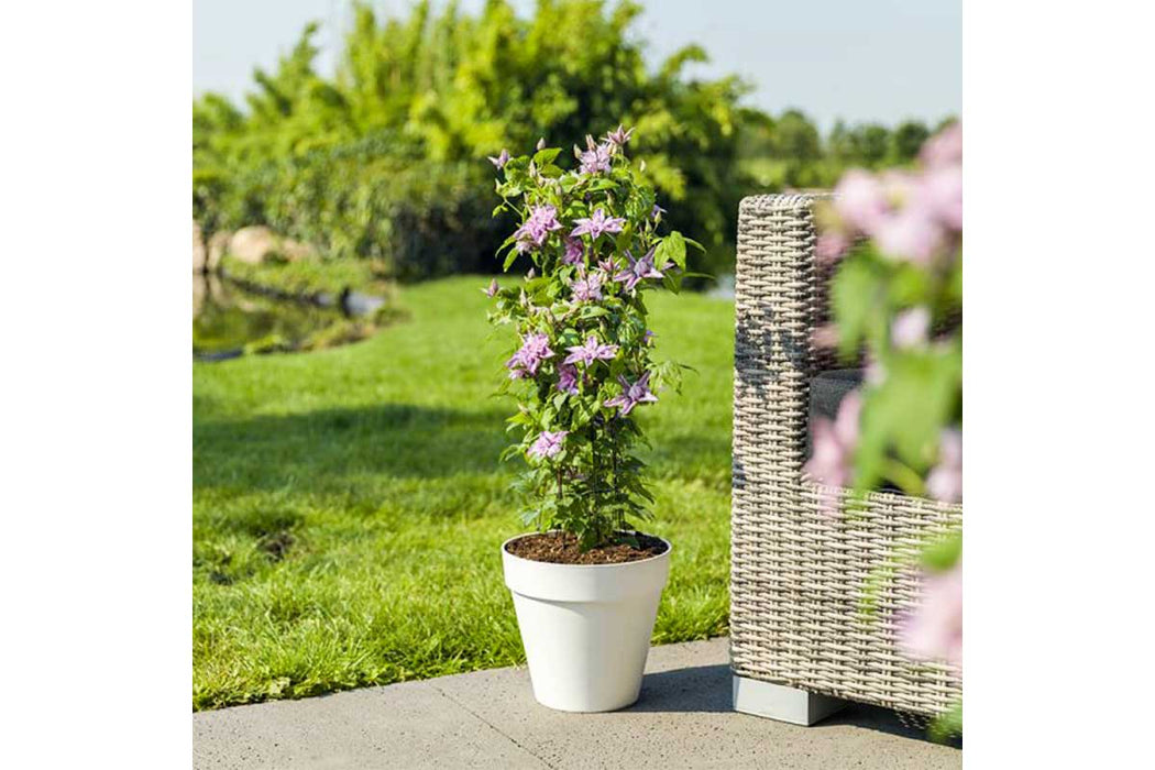 Clematis 'Multi Pink' (2.25 Litre)