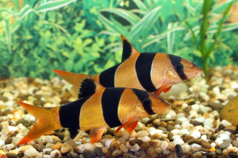 Clown best sale loach aquarium