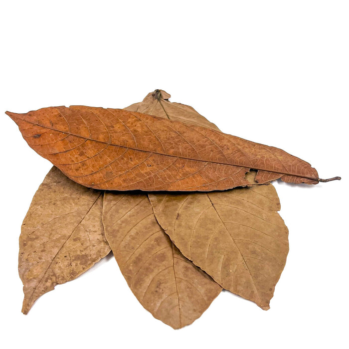 Cocoa Leaves For Terrariums