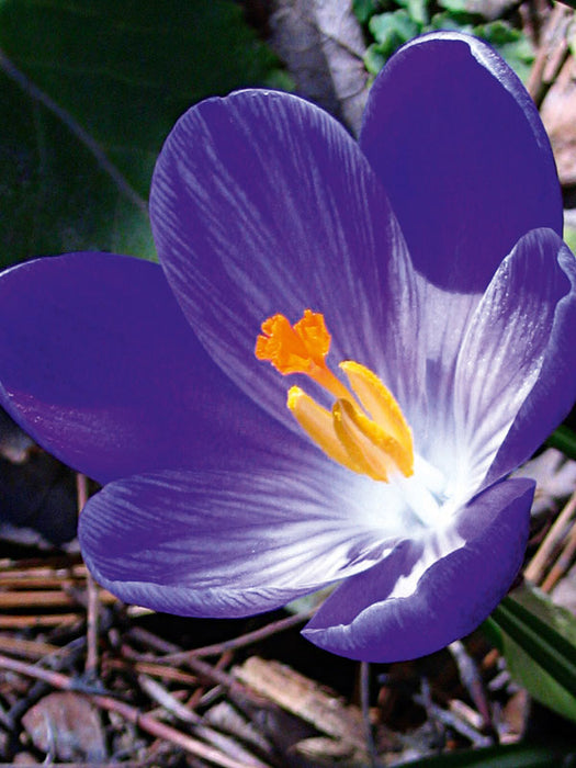 Crocus 'Blue' (10 Pack)