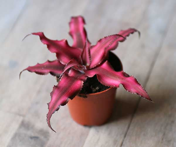 Cryptanthus Bivittatus