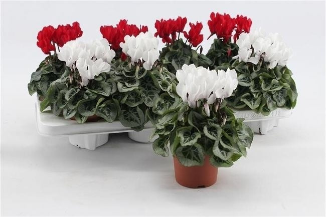 Cyclamen (SS) 'Rembrandt' red & white / P12