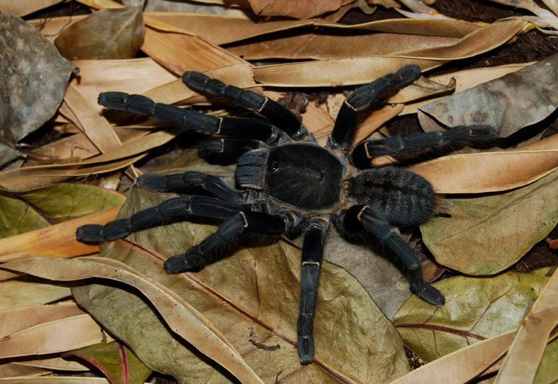 Thailand Black Tarantula | Cyriopagopus (ex. Haplopelma) minax (Med/L)