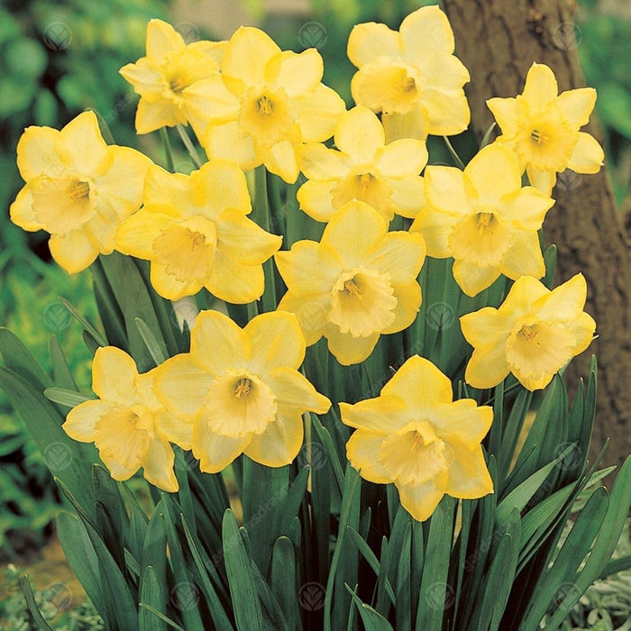 Daffodils Narcissus 'Binkie' (1.5kg Carri-Pack)